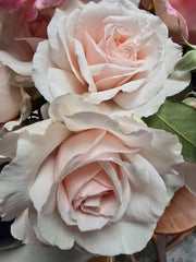 Shirley's Rose - Hybrid Tea (bare rooted)