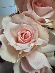 Shirley's Rose - Hybrid Tea (bare rooted)