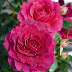 Showpiece™ Berry New Release Bush Rose