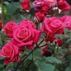 Showpiece™ Lipstick New Release Bush Rose