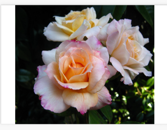 Smooth Touch Angel New Release Thornless Bush Rose