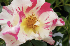 Soaring Spirits - Climbing Rose