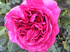 Sophy's Rose - David Austin Rose