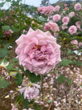 Soul Sister - Modern Shrub Rose