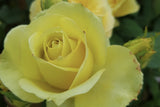 St. Patrick - Hybrid Tea Rose