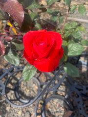 Strawberry Crush Floribunda Bush Rose