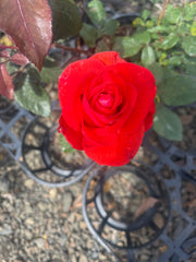 Strawberry Crush Floribunda Bush Rose