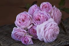 Summer Romance Bush bareroot