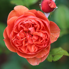 Summer Song - David Austin Rose