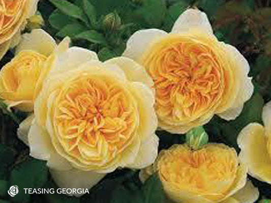 Teasing Georgia - David Austin - Climbing Rose