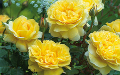 The Poet's Wife - David Austin - (bare rooted)