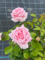 The Childrens Rose™ Hybrid Tea Bush Rose