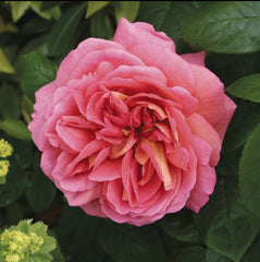 The Endeavour New Release David Austin Bush Rose (bare-rooted)