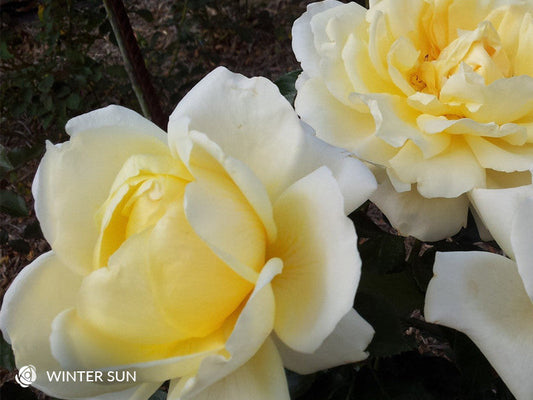 Winter Sun - Hybrid Tea Rose