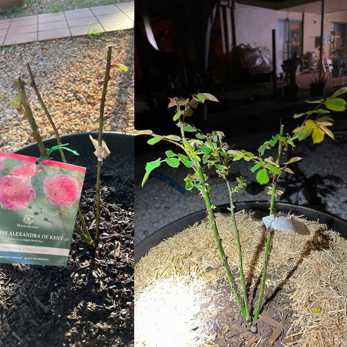 Rose Rambler: 7th September 2023 - From Little Things, Big Things Grow