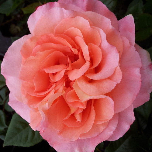 ROSE RAMBLER 17TH NOVEMBER, 2022
