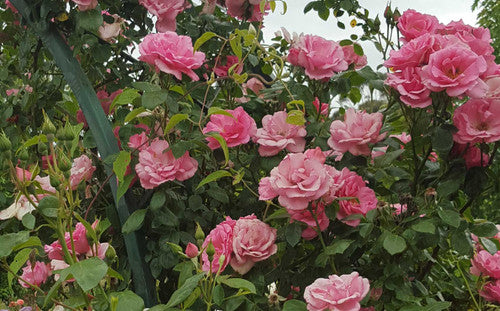 ROSE RAMBLER 15TH APRIL, 2021