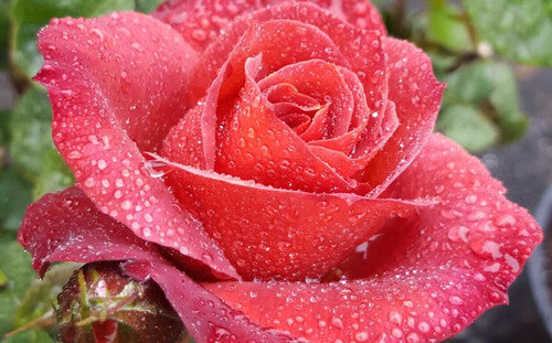 ROSE RAMBLER 10TH DECEMBER, 2020