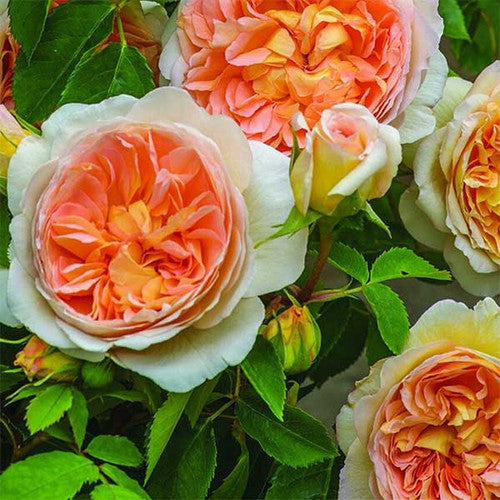 ROSE RAMBLER 16TH JUNE, 2022