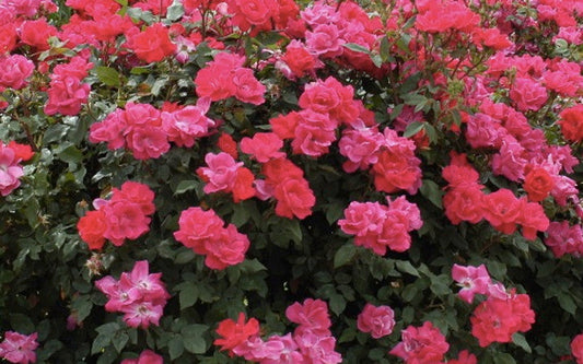 ROSE RAMBLER 19TH SEPTEMBER, 2024