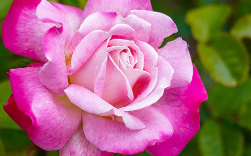 ROSE RAMBLER 18TH FEBRUARY, 2021