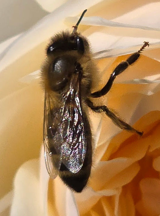 Rose Rambler: 16th May 2024. Bees feast in your garden.