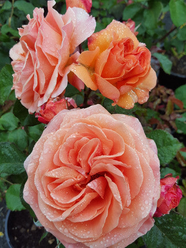 Rose Rambler: 11th May 2023