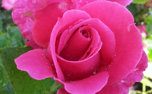 ROSE RAMBLER 8TH JULY, 2021