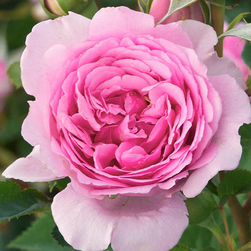 Rose Rambler: 11th January 2024. Summer Rose Care. 2024 New Releases