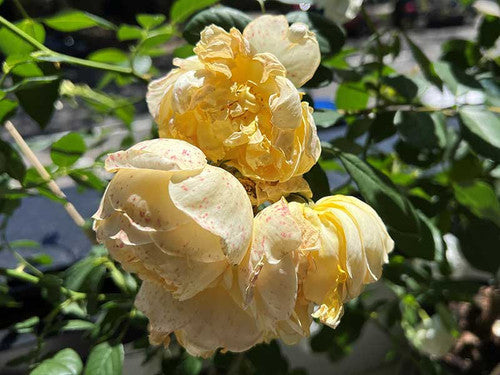 ROSE RAMBLER 22ND OCTOBER, 2021