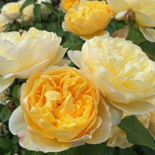 ROSE RAMBLER 30TH JUNE, 2022