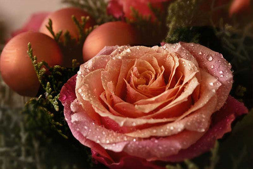 ROSE RAMBLER 16TH DECEMBER, 2021