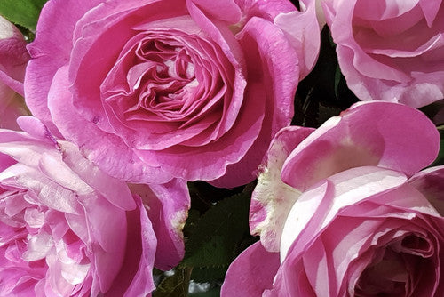 ROSE RAMBLER 17TH FEBRUARY, 2022