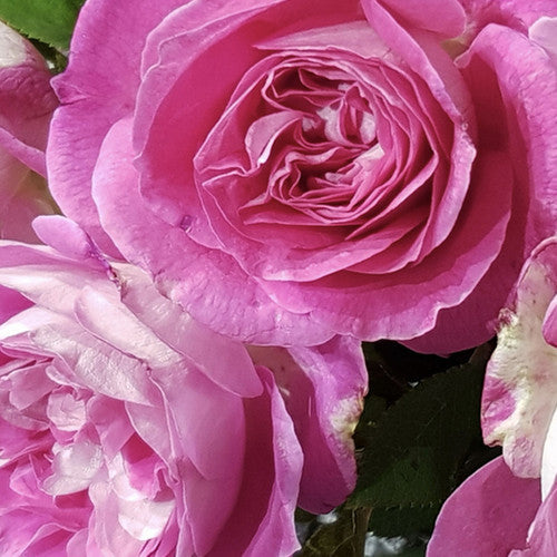 ROSE RAMBLER 7TH JULY, 2022