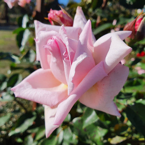 ROSE RAMBLER 20TH OCTOBER, 2022