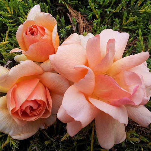 ROSE RAMBLER 23RD JUNE, 2022