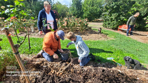 Easter Planting Roses - Weeping Roses