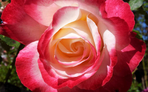 ROSE RAMBLER 1ST APRIL, 2021