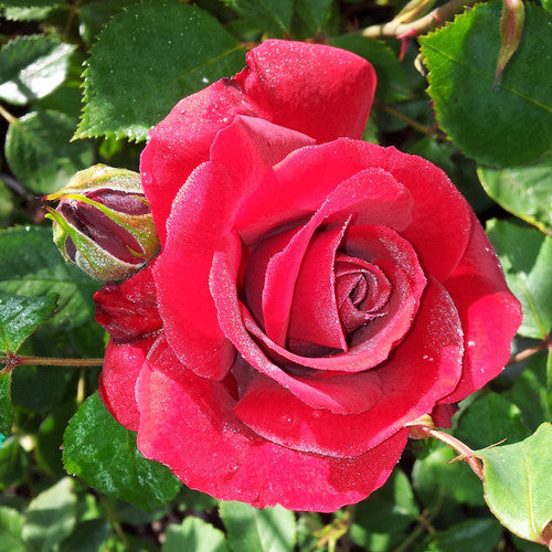 Rose Rambler: 30th November 2023. Gra's Super Birthday Special