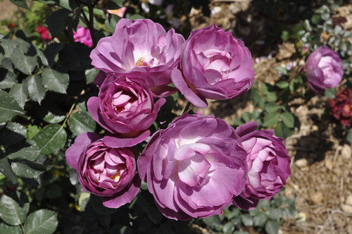 ROSE RAMBLER 15TH SEPTEMBER, 2022