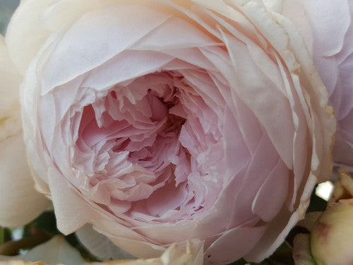 Rose Rambler: 25th April 2024. Green Therapy.
