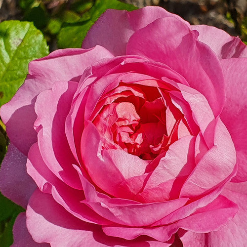 Rose Rambler: 18th May 2023 - World Bee Day