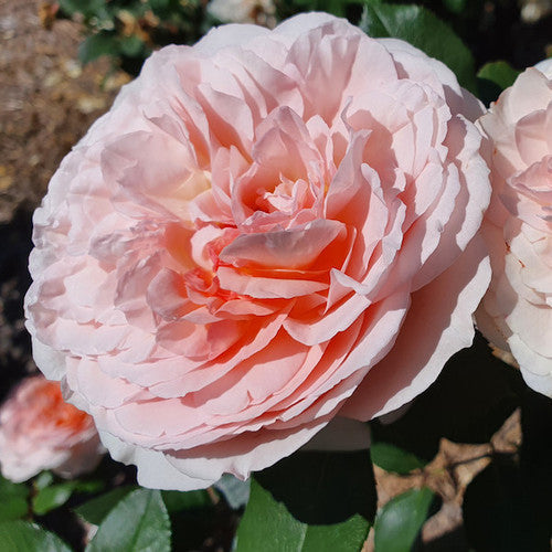 Potted Roses Deal - Rose Rambler: 21st April 2023