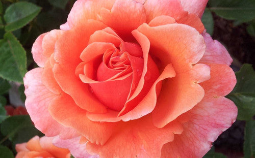 ROSE RAMBLER 3RD DECEMBER, 2020