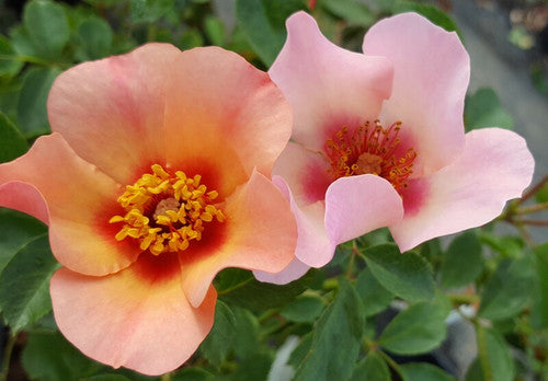 ROSE RAMBLER 15TH JULY, 2021