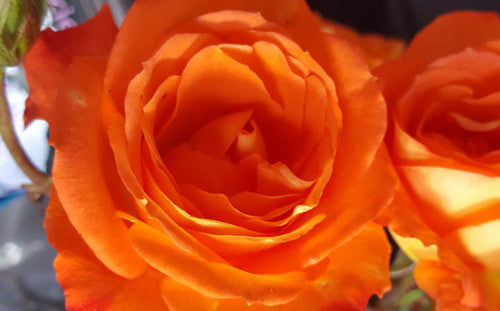 ROSE RAMBLER 29TH OCTOBER, 2020