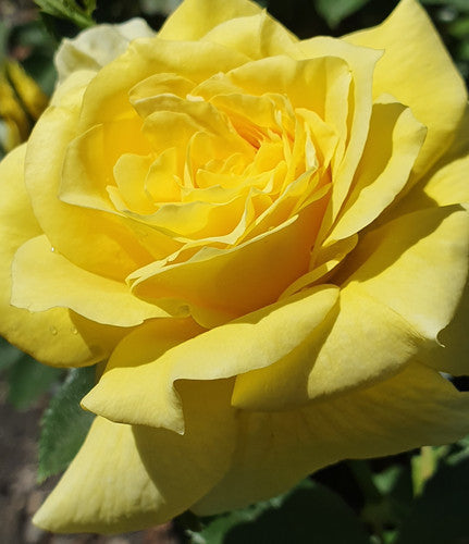 Rose Rambler: 20th Jun 2024. 3 Scentsational Roses