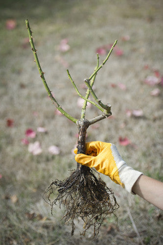 Rose Rambler: 23rd May 2024. Rose Pruning Demonstration