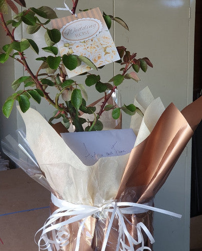 Rose Rambler: 14th December 2023. Bird Issues. Xmas Gift Roses.