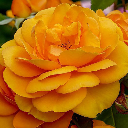 ROSE RAMBLER 6TH OCTOBER, 2022